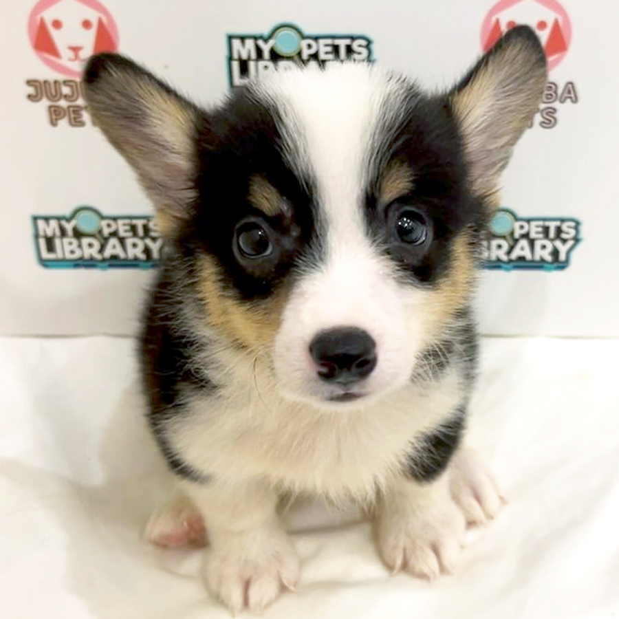 Welsh Corgi Puppy