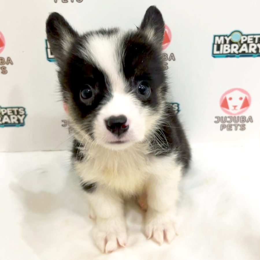 Welsh Corgi Puppy