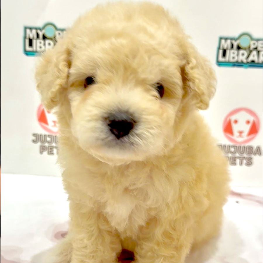 Toy Poodle Puppy