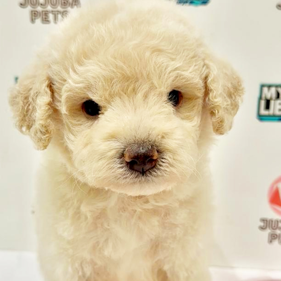 Toy Poodle Puppy