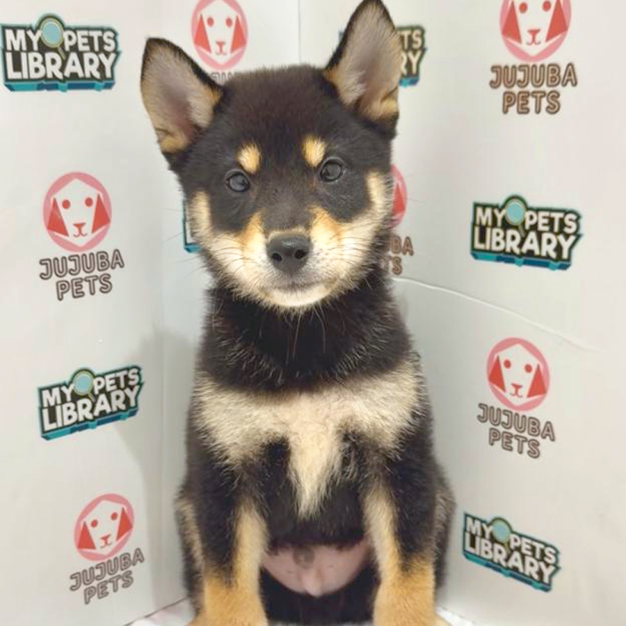 Mame Inu Puppy