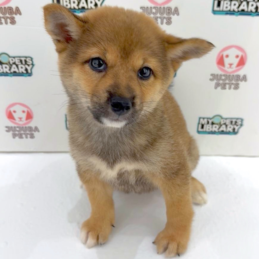 Mame Inu Puppy