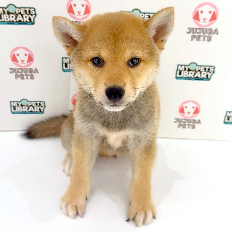 Mame Inu Puppy