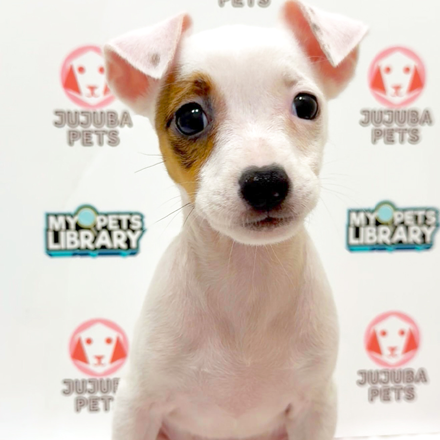 Jack Russell Puppy
