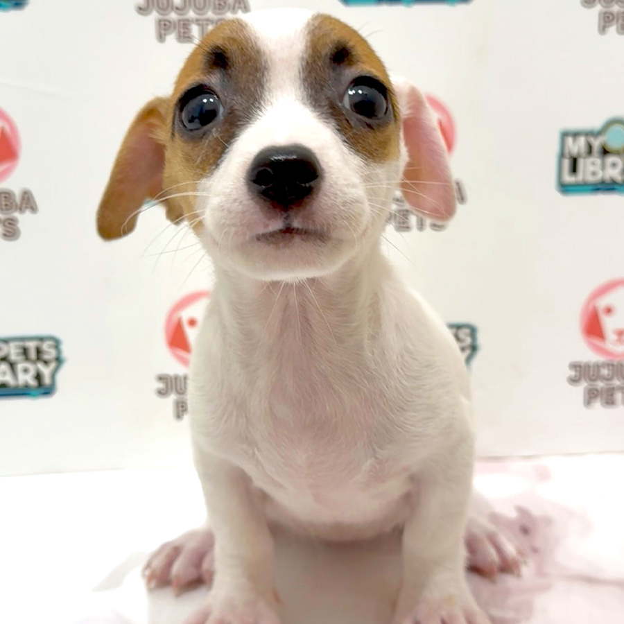 Jack Russell Puppy