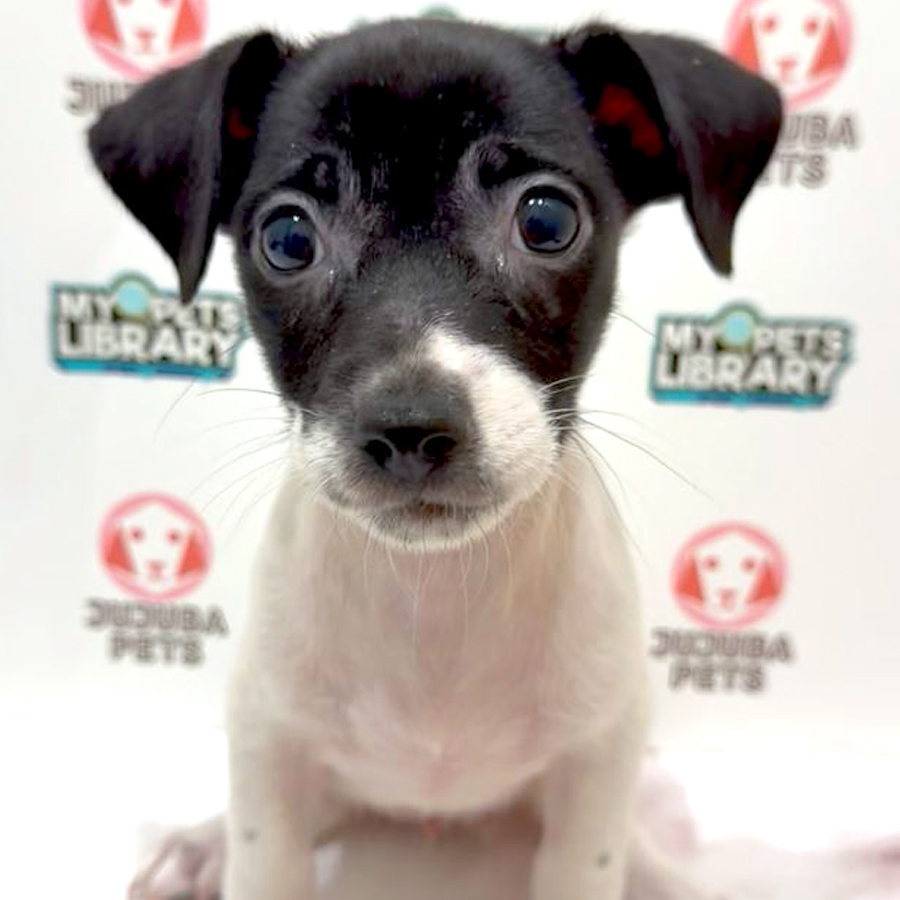 Jack Russell Puppy
