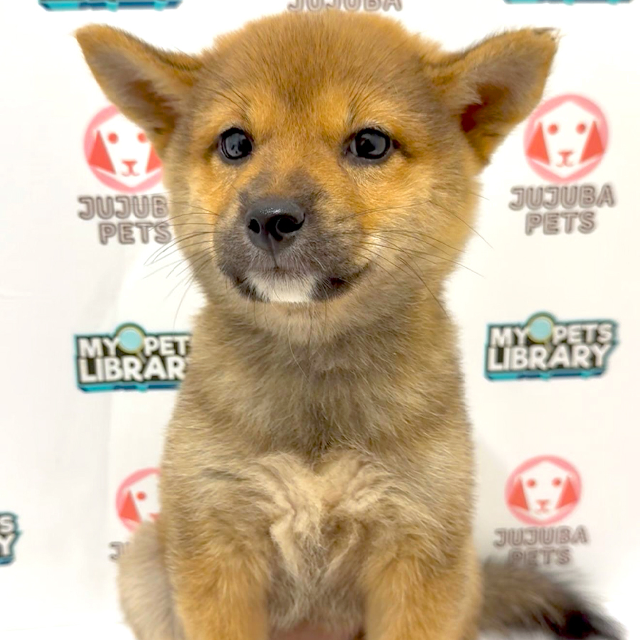 Mame Inu Puppy