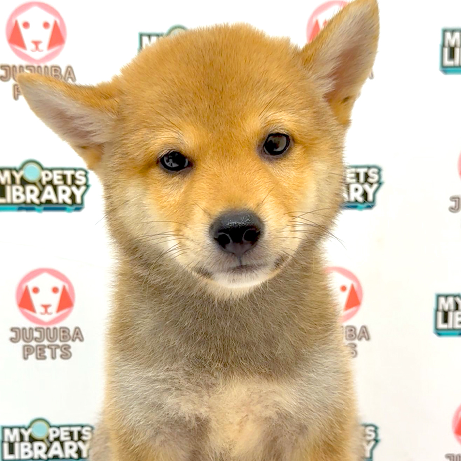 Mame Inu Puppy