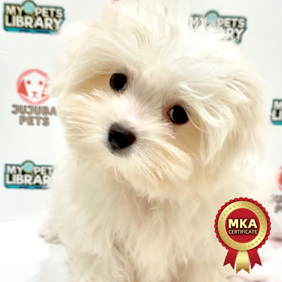 MKA Maltese Puppy