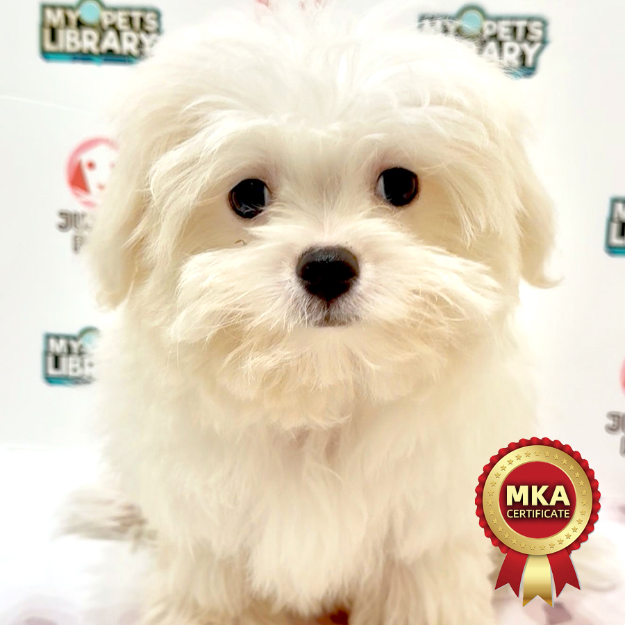 MKA Maltese Puppy