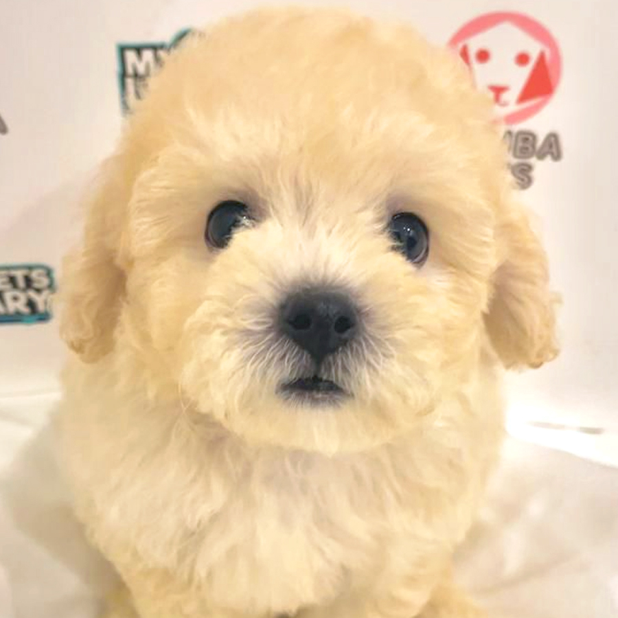 Toy Poodle Puppy