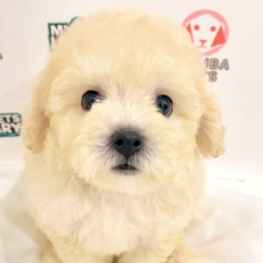 Toy Poodle Puppy