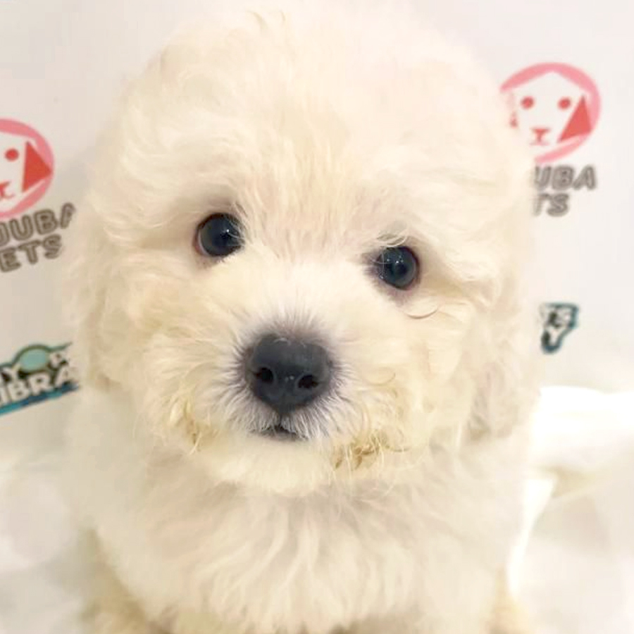 Toy Poodle Puppy