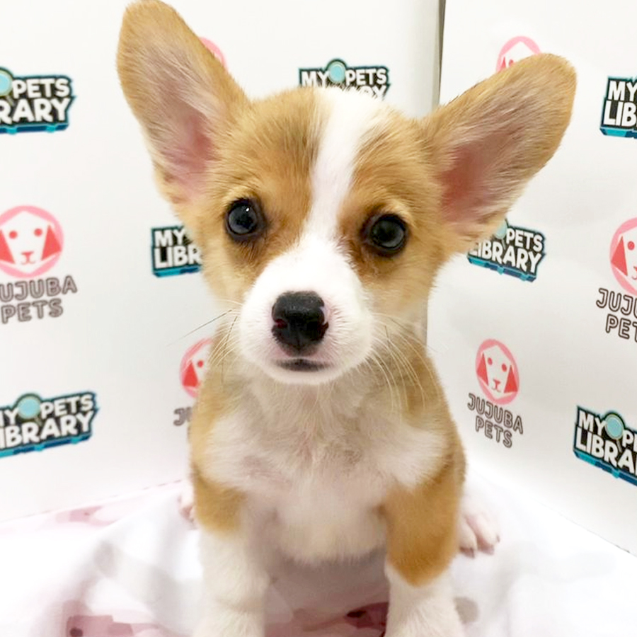 Welsh Corgi Puppy