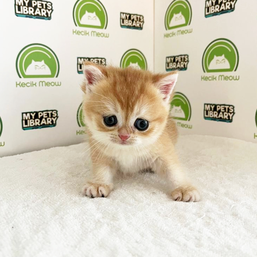 British Shorthair Kitten