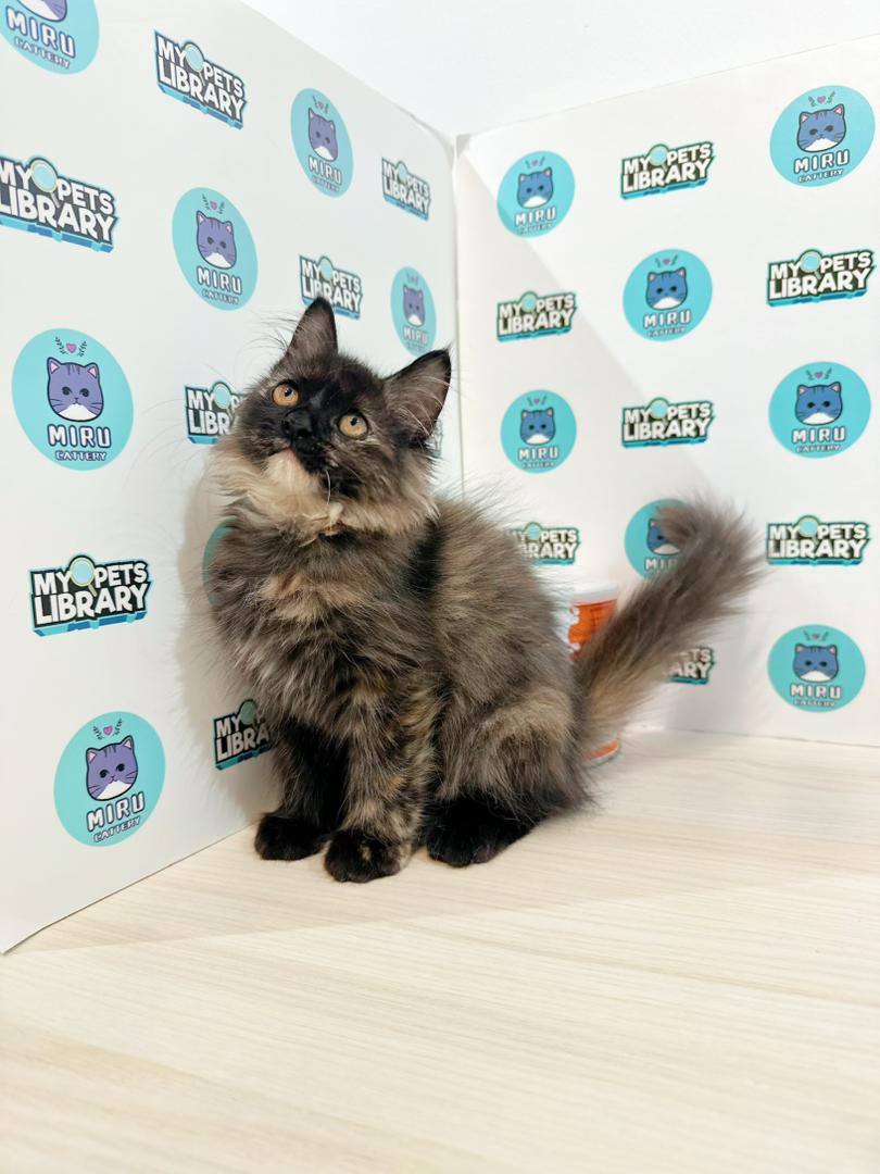 Maine Coon Persian Kitten