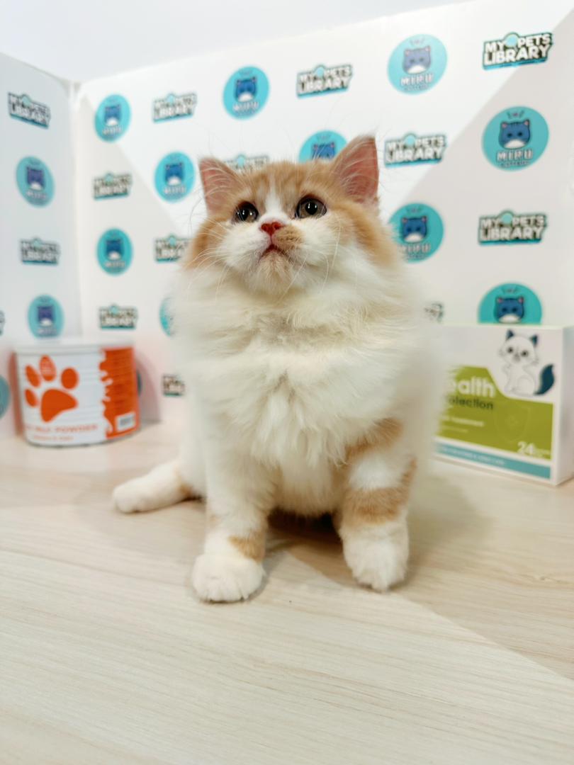 Persian Kitten