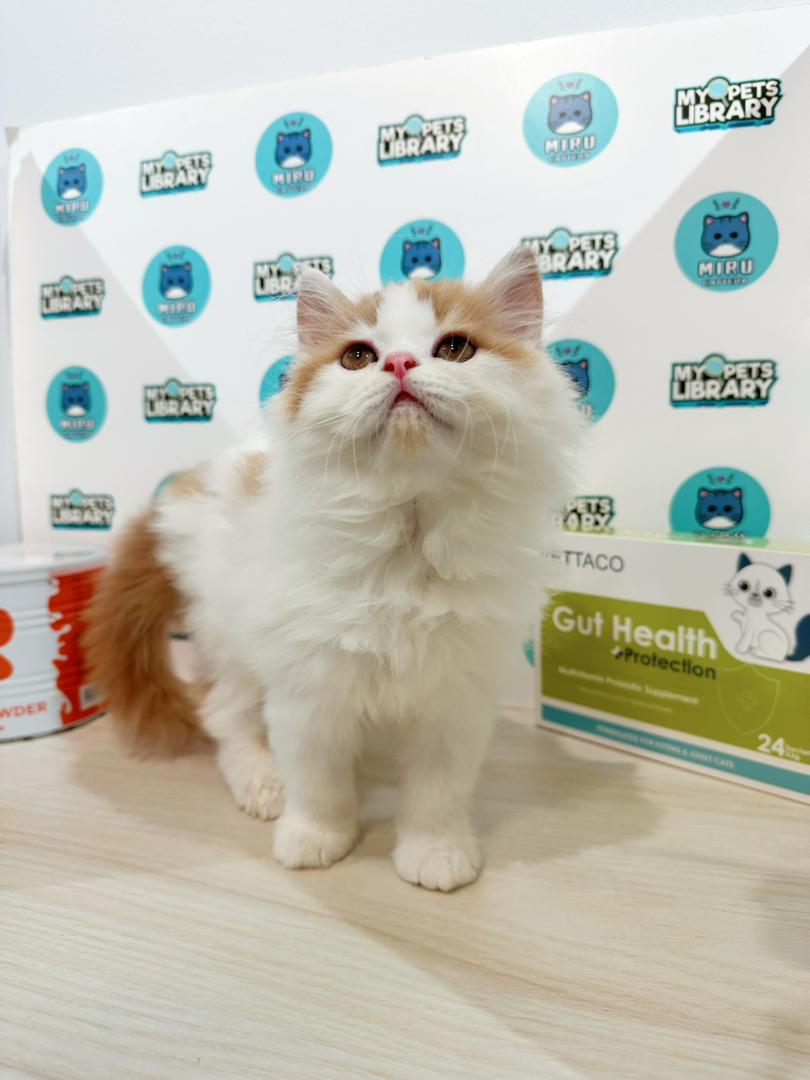 Persian Kitten