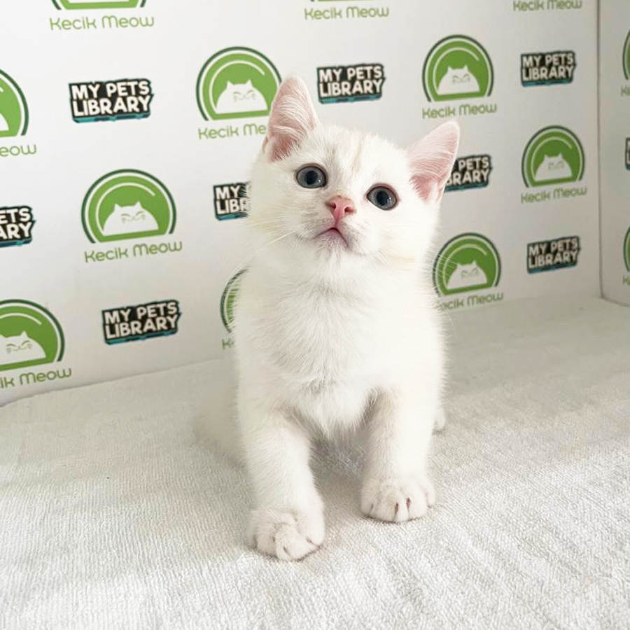 British Shorthair Kitten