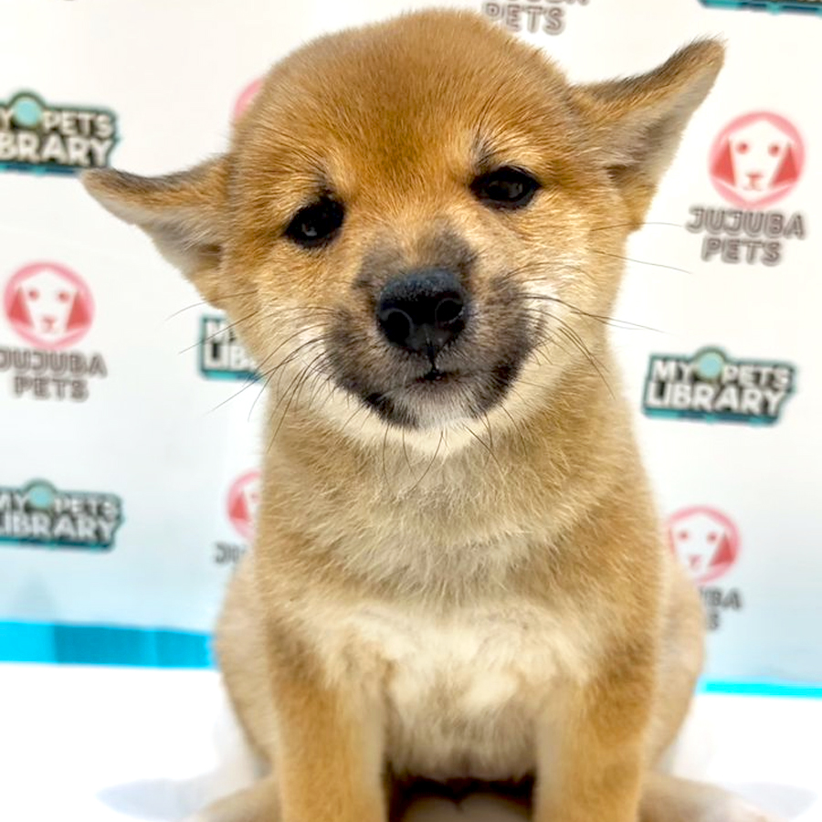 Shiba Inu Puppy