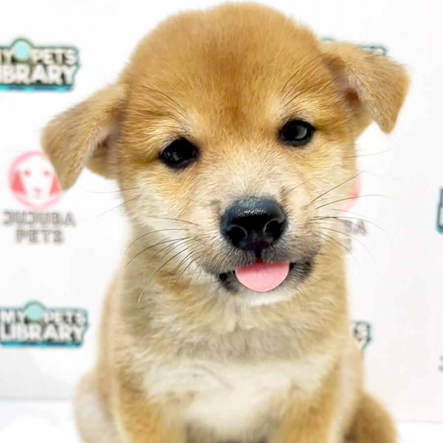 Shiba Inu Puppy