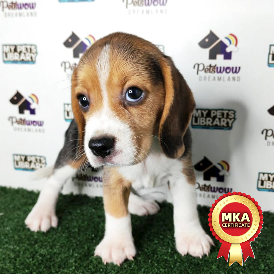 Beagle Puppy