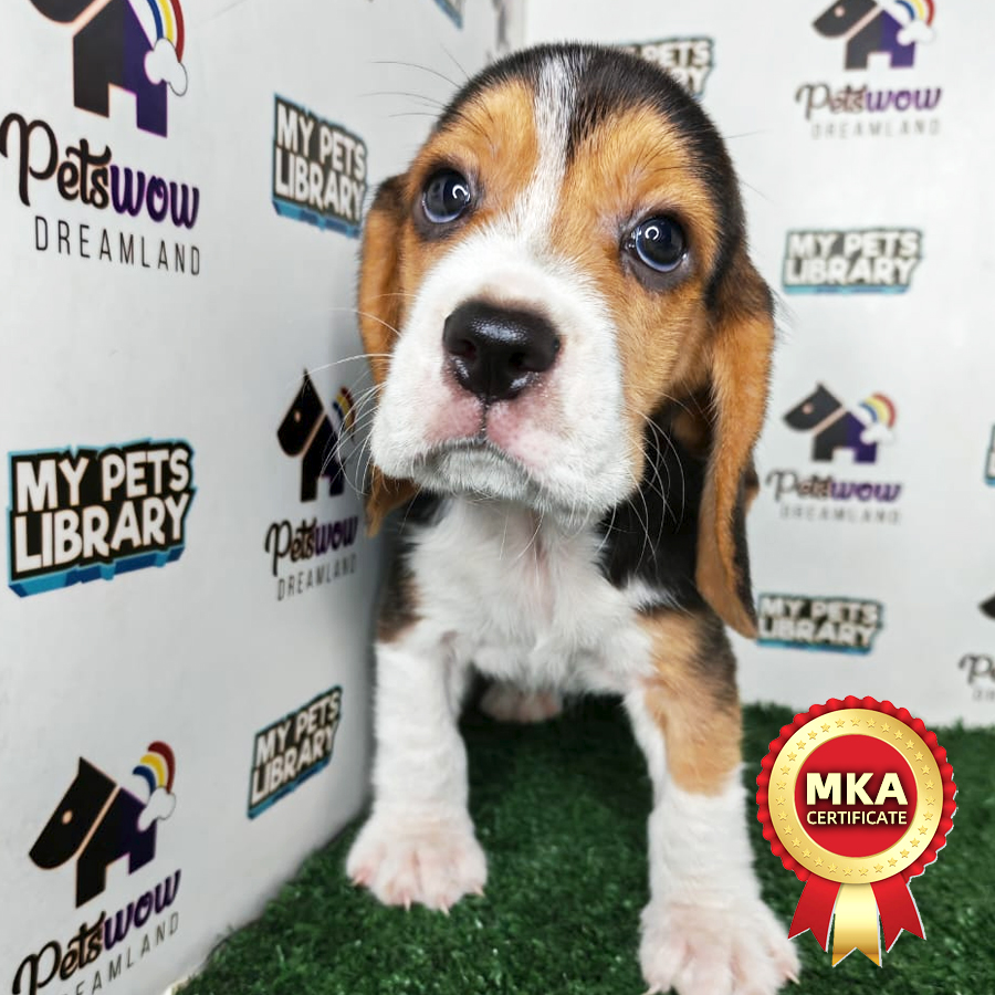 Beagle Puppy