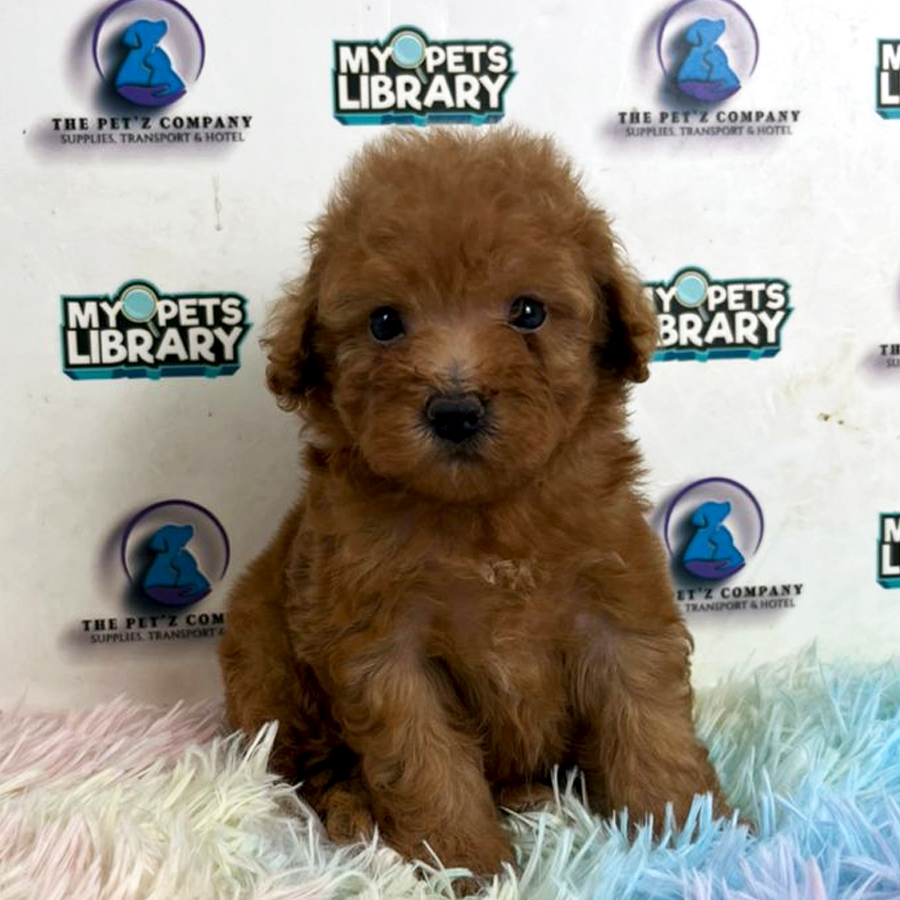Poodle Puppy