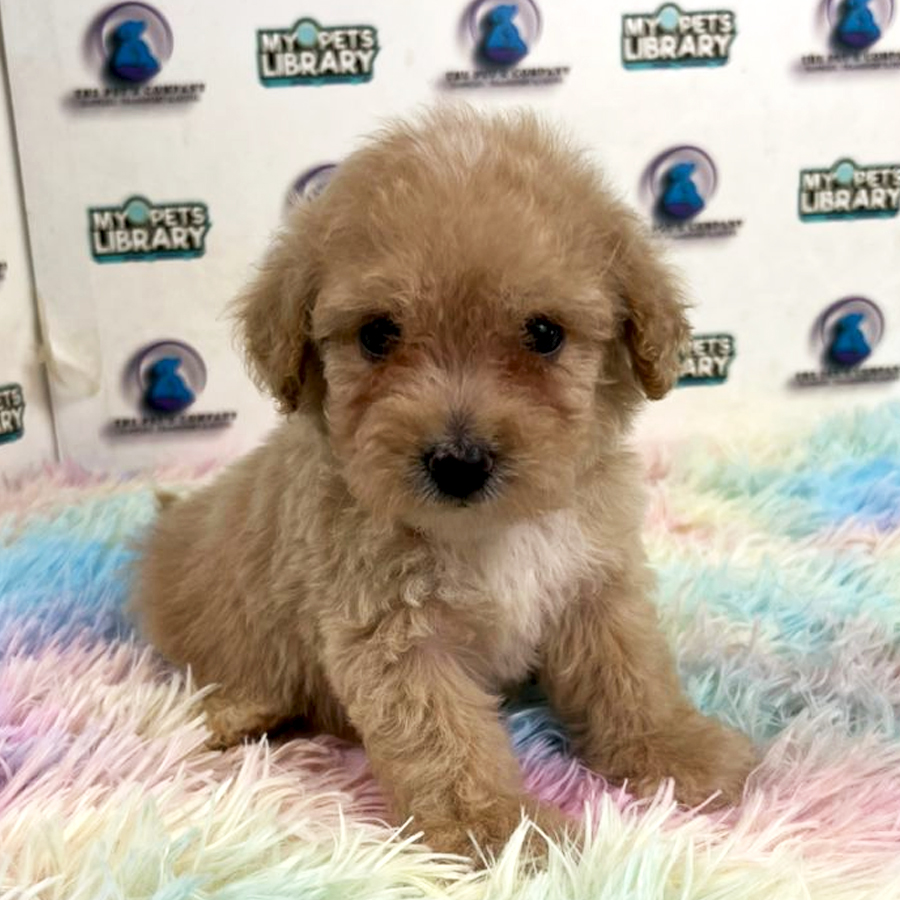 Poodle Puppy