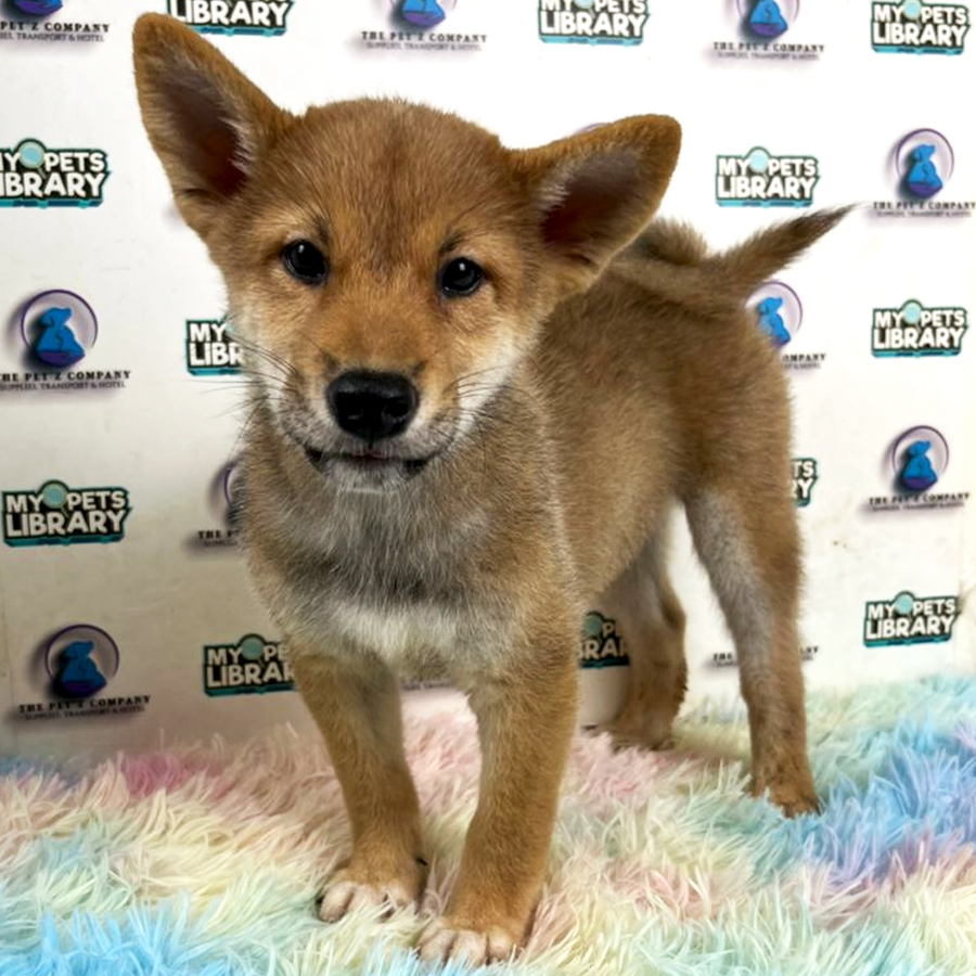 Shiba Inu Puppy