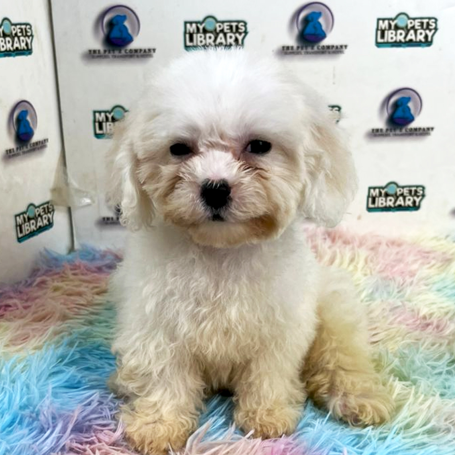 Bichon Puppy