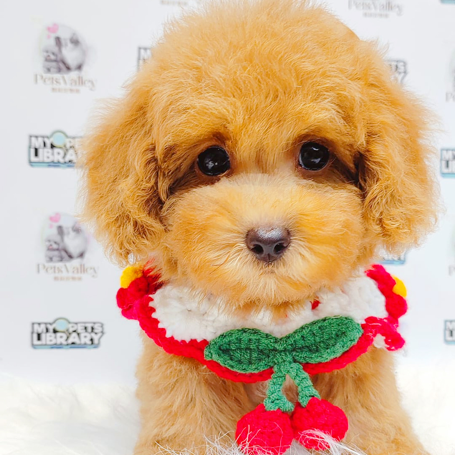 Toy Poodle Puppy