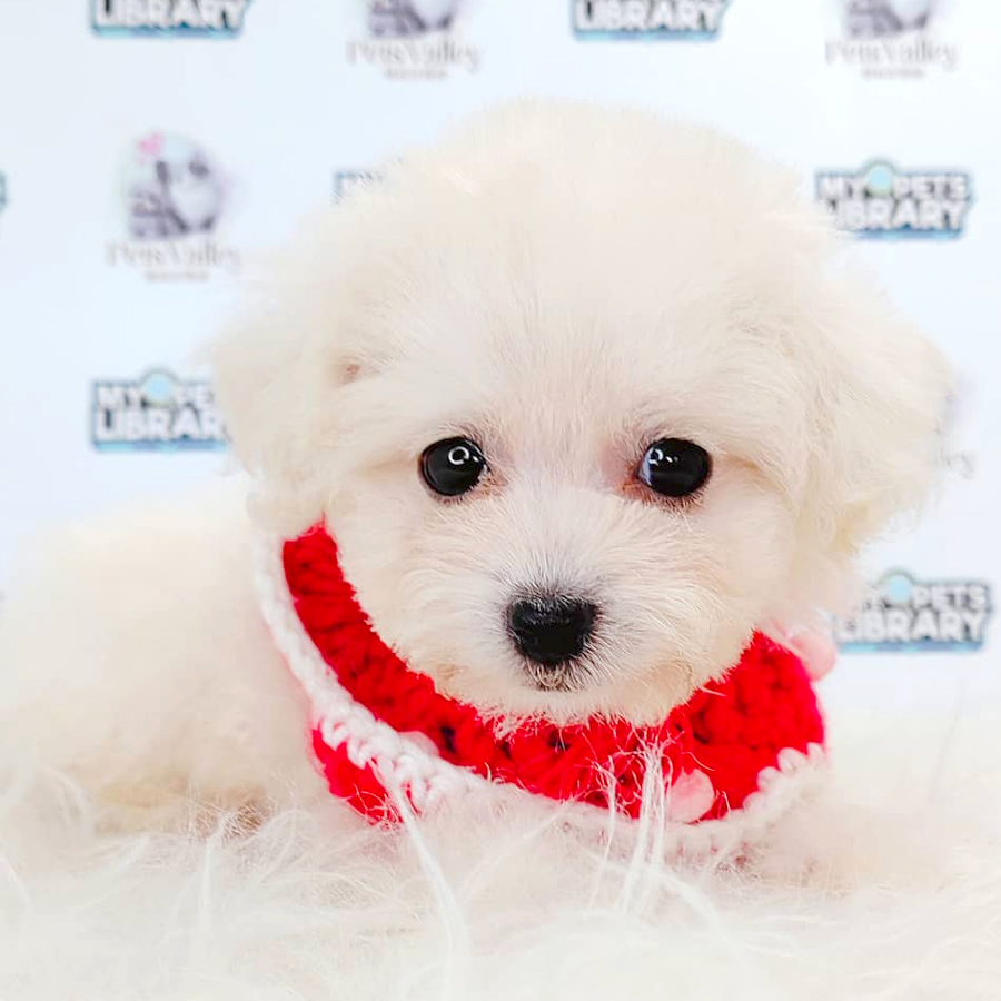 Maltipoo Puppy