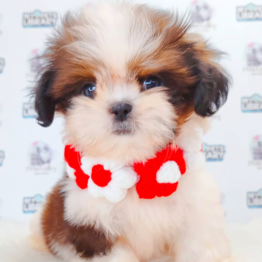 Shih Tzu Puppy