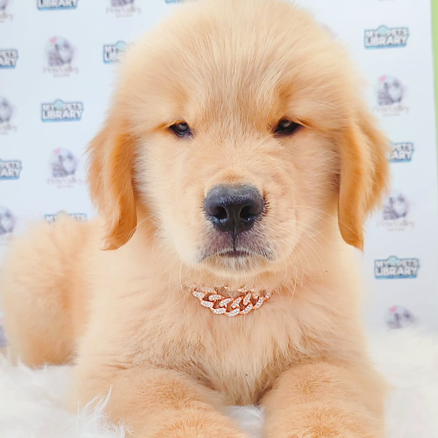 Golden Retriever Puppy