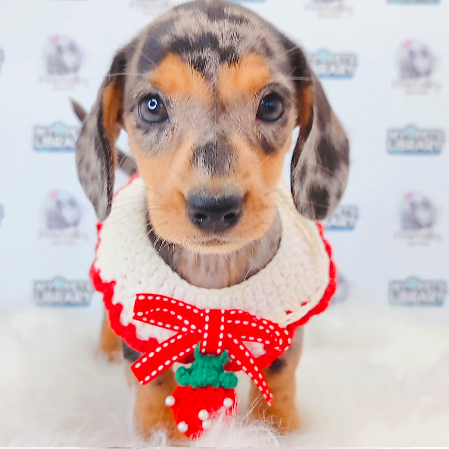 Dachshund Puppy