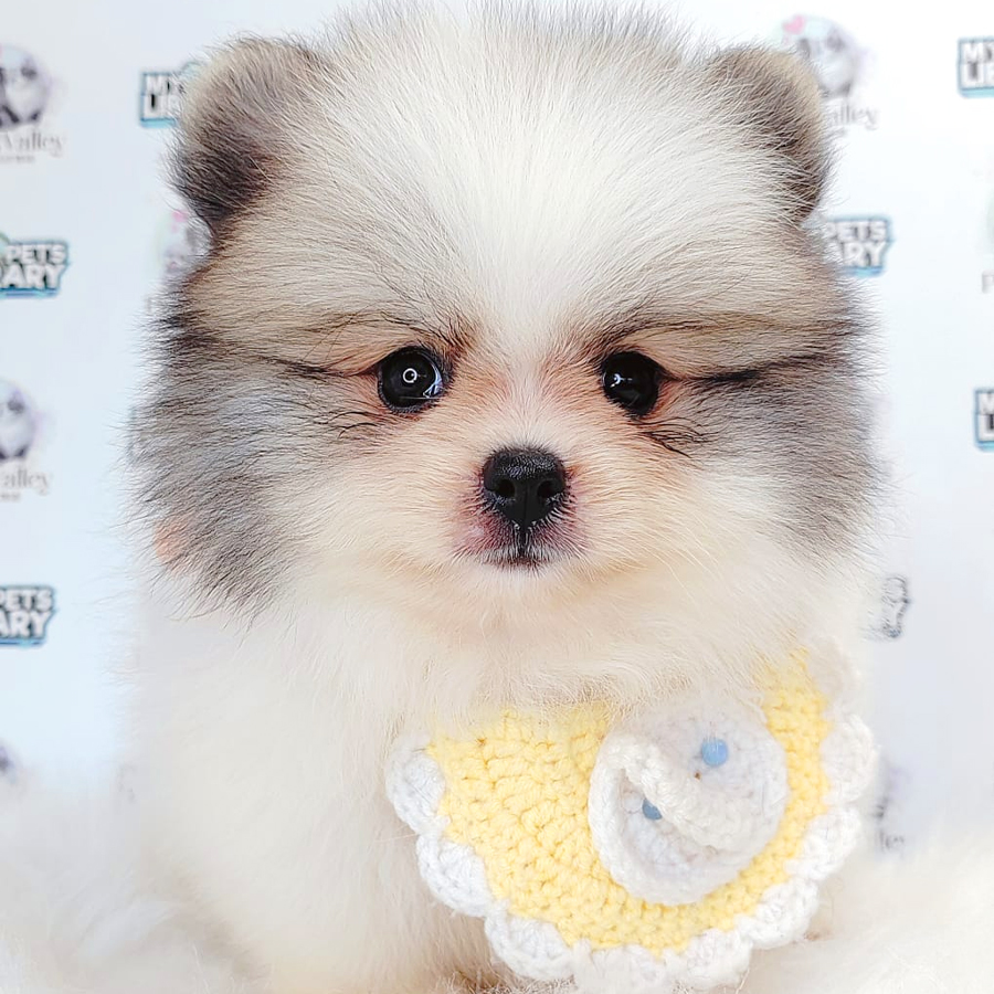 Pomeranian Puppy