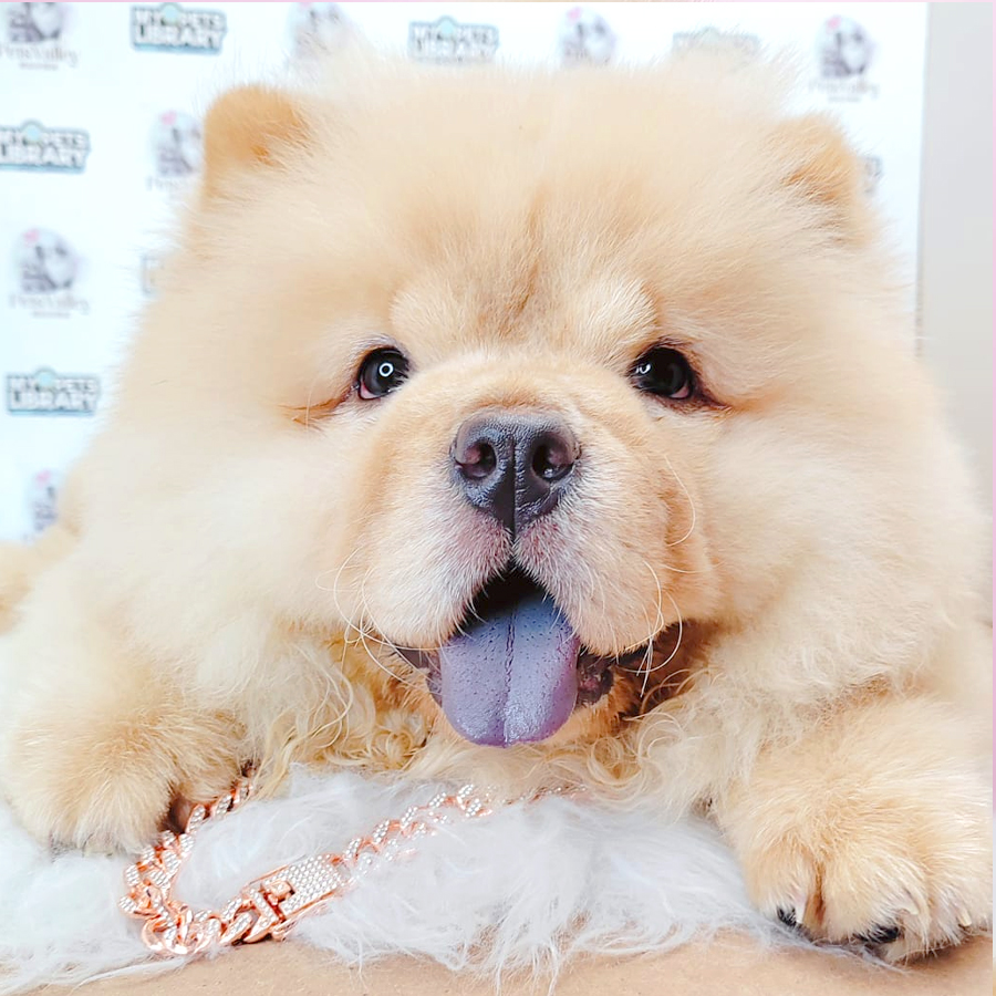 Chow Chow Puppy