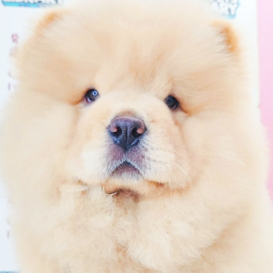 Chow Chow Puppy