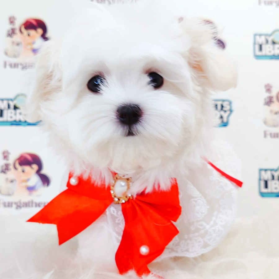 Maltese Puppy