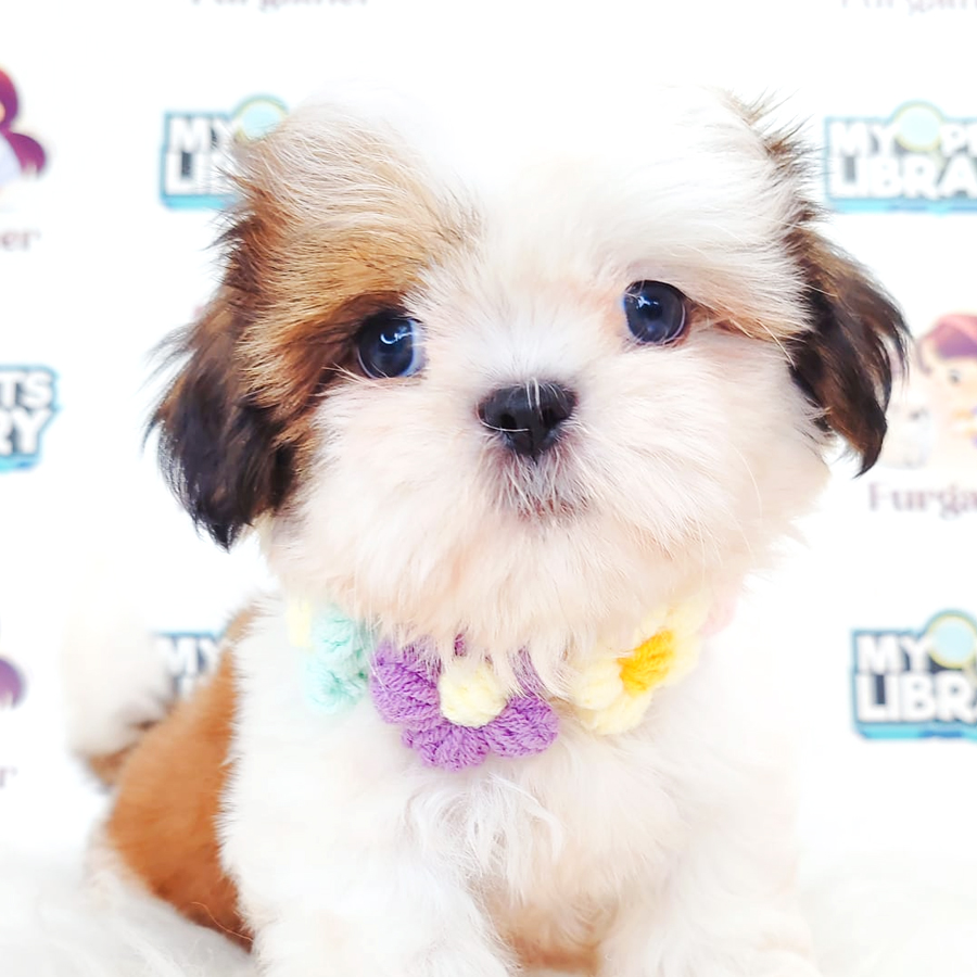 Shih Tzu Puppy