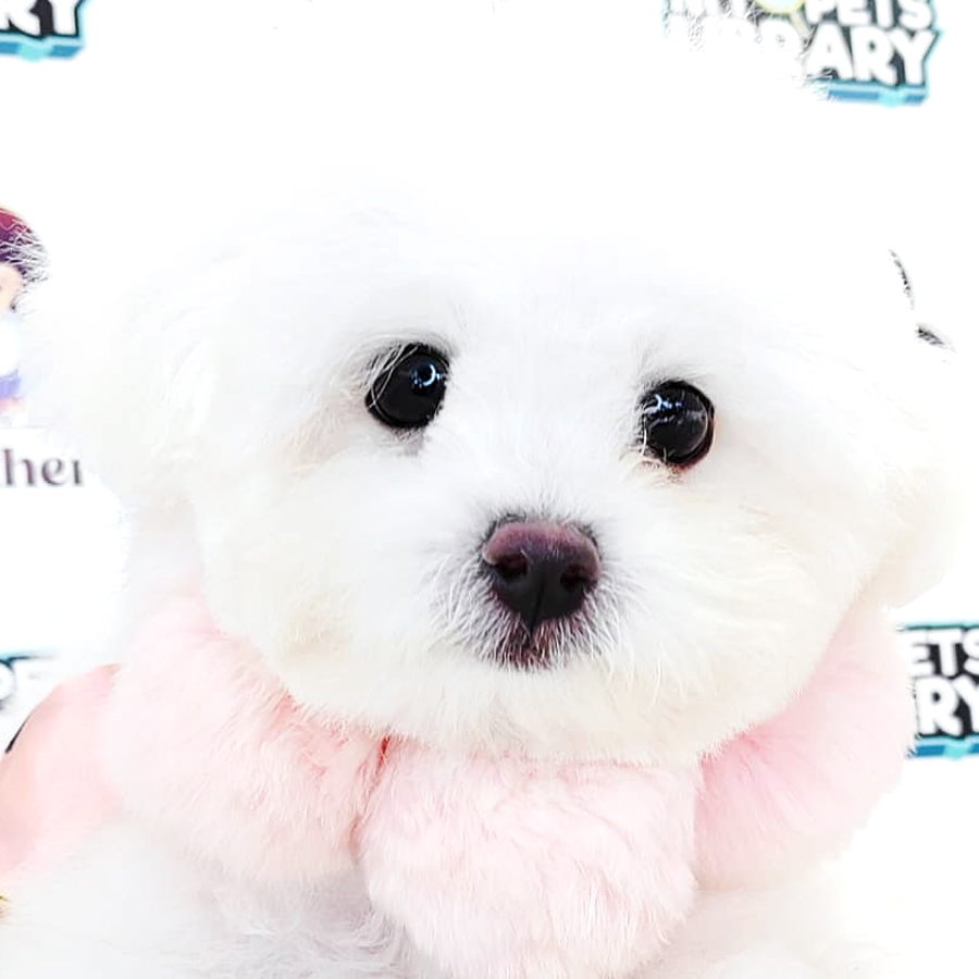 Shih Tzu Puppy