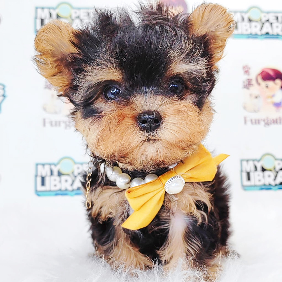 Yorkshire Terrier Puppy