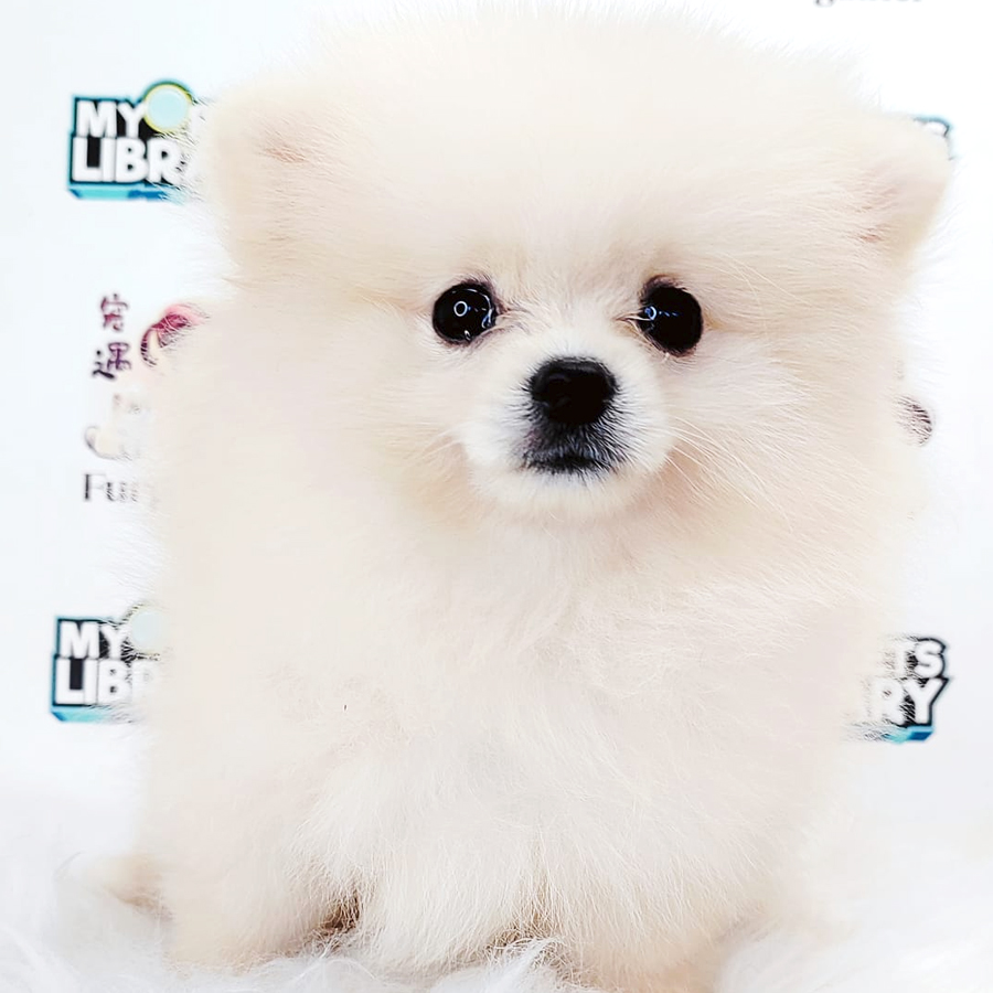 Tiny Pomeranian Puppy