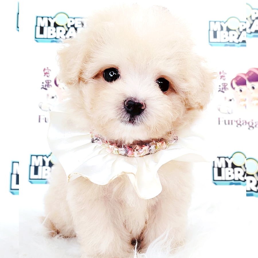 Maltipoo Puppy