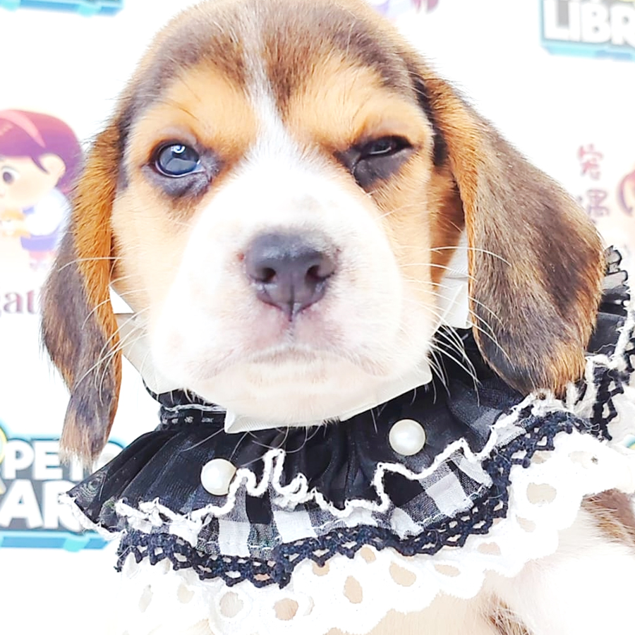 Beagle Puppy
