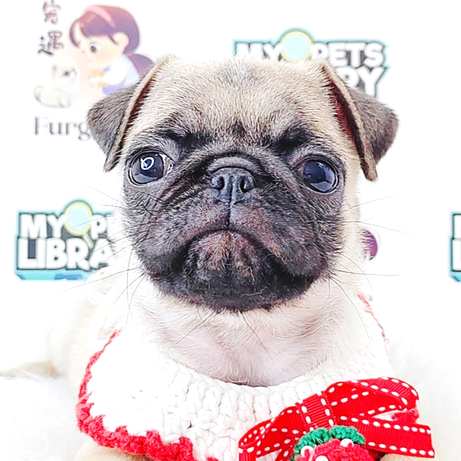 Pug Puppy