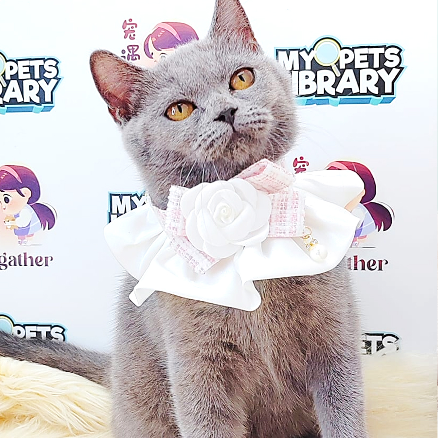 BSH Kitten