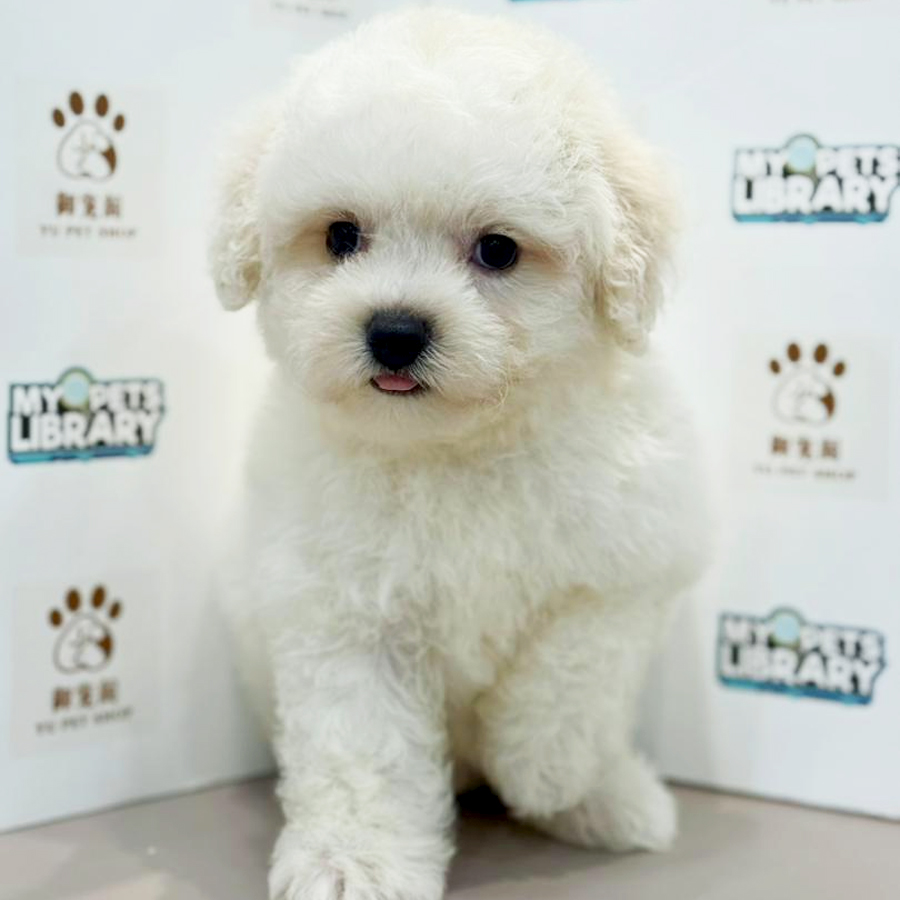 Poochon Puppy