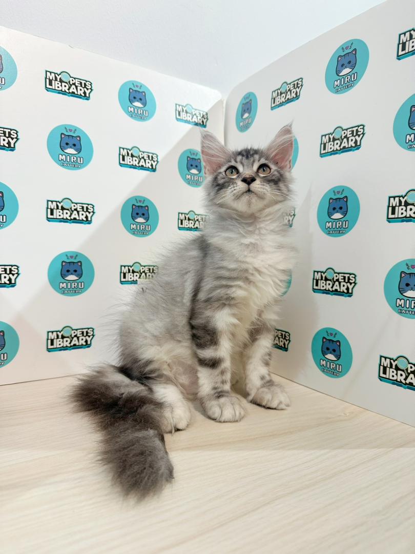 Maine Coon Kitten